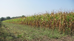 Neodrživost poljoprivrede